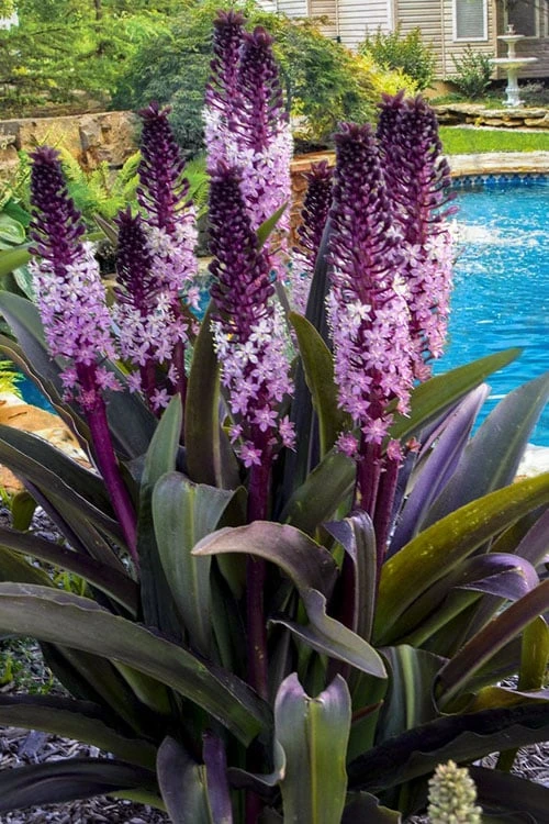 Safari Adventure Pineapple Lily (Eucomis) - 1 Gallon Pot 3 Safari Adventure Pineapple Lily (Eucomis) - 1 Gallon Pot