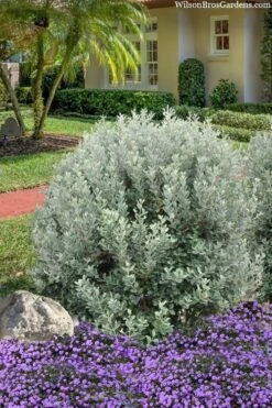 Bambina Dwarf Pineapple Guava (Feijoa Sellowiana ' Tharfiona') - 3 Gallon Pot -Leafy Joy Shop feijoa sellowiana tharfiona bambina pineapple guava 3