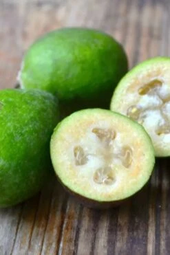 Bambina Dwarf Pineapple Guava (Feijoa Sellowiana ' Tharfiona') - 3 Gallon Pot -Leafy Joy Shop feijoa sellowiana tharfiona bambina pineapple guava 5