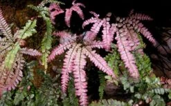Rosy Pink Maidenhair Fern (Adiantum Hispidulum) - 1 Gallon Pot -Leafy Joy Shop fern rosy maidenhair fern 3
