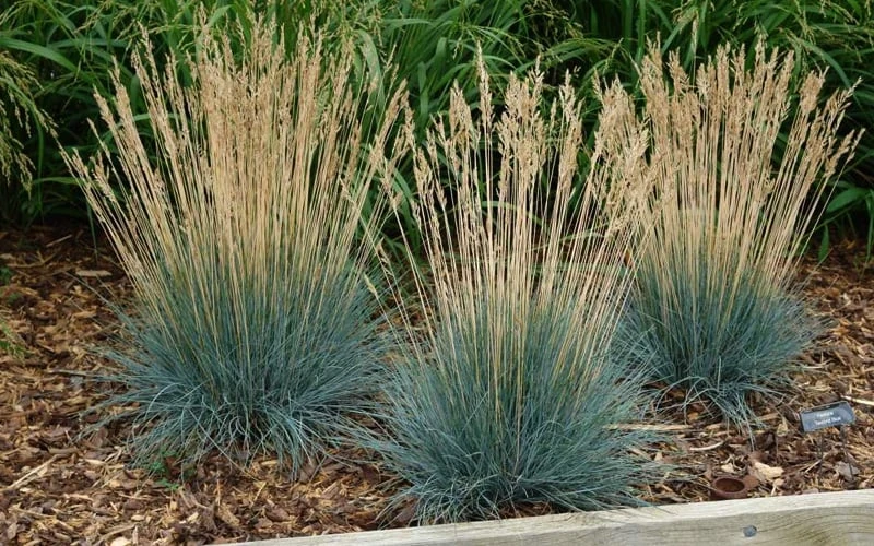 Beyond Blue Festuca (Fescue) - 3 Pack Of Quart Pots 9 Beyond Blue Festuca (Fescue) - 3 Pack Of Quart Pots - Image 7