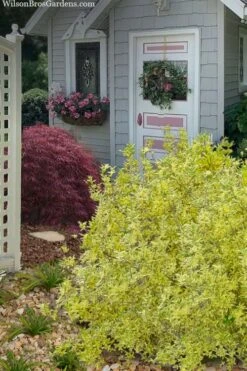 Believe It Or Not Forsythia - 2 Gallon Pot -Leafy Joy Shop forsythia believe it or not 11