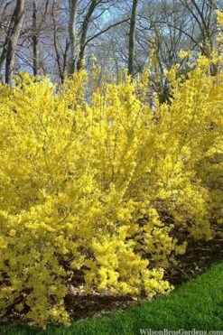 Believe It Or Not Forsythia - 2 Gallon Pot -Leafy Joy Shop forsythia believe it or not 3
