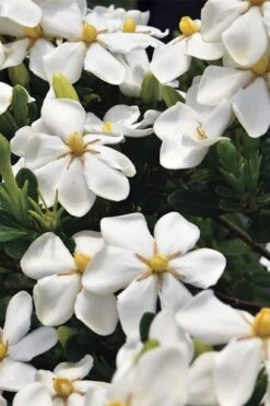Snow Girl Hardy Dwarf Gardenia - 3 Gallon Pot -Leafy Joy Shop gardenia jasminoides snow girl 1