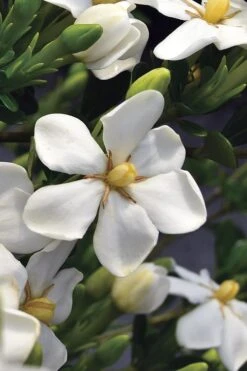 Snow Girl Hardy Dwarf Gardenia - 3 Gallon Pot -Leafy Joy Shop gardenia jasminoides snow girl 2