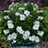 Snow Globe Gardenia - 1 Gallon Pot -Leafy Joy Shop gardenia jasminoides snow globe 1