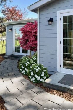 Snow Globe Gardenia - 1 Gallon Pot -Leafy Joy Shop gardenia jasminoides snow globe 3