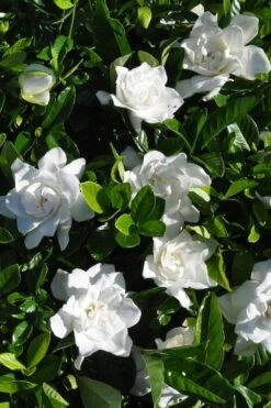 Snow Puff Hardy Gardenia - 3 Gallon Pot 9 Snow Puff Hardy Gardenia - 3 Gallon Pot -Leafy Joy Shop gardenia jasminoides snow puff 2 1