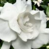 Snow Puff Hardy Gardenia - 7 Gallon Pot -Leafy Joy Shop gardenia jasminoides snow puff 4
