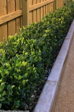 Summer Snow Gardenia - 3 Gallon Pot -Leafy Joy Shop gardenia jasminoides summer snow 11