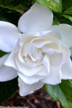 Summer Snow Gardenia - 3 Gallon Pot -Leafy Joy Shop gardenia jasminoides summer snow 3