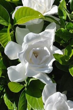 Summer Snow Gardenia - 3 Gallon Pot -Leafy Joy Shop gardenia jasminoides summer snow 4