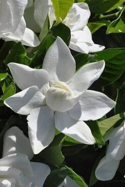 Summer Snow Gardenia - 3 Gallon Pot -Leafy Joy Shop gardenia jasminoides summer snow 5