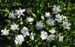 Summer Snow Gardenia - 3 Gallon Pot -Leafy Joy Shop gardenia jasminoides summer snow 9