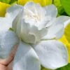 Gold Doubloon Gardenia - 6 Pack Of 1 Gallon Pots -Leafy Joy Shop gardenia ogon no hana gold doubloon 10