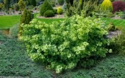 Mariken Dwarf Ginkgo Tree - 3 Gallon Pot (1.5-2.5') -Leafy Joy Shop ginkgo biloba mariken dwarf 5