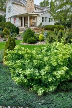 Mariken Dwarf Ginkgo Tree - 3 Gallon Pot (1.5-2.5') -Leafy Joy Shop ginkgo biloba mariken dwarf 6