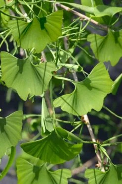 Weeping Wonder Dwarf Ginkgo Tree - 2 Gallon Pot -Leafy Joy Shop ginkgo biloba weeping wonder 7 1
