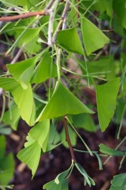 Weeping Wonder Dwarf Ginkgo Tree - 3 Gallon Pot -Leafy Joy Shop ginkgo biloba weeping wonder 8