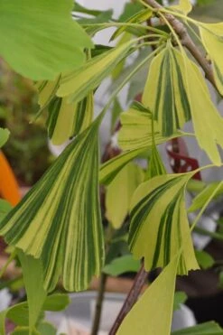 California Sunset Ginkgo Tree - 3 Gallon Pot (4-5') -Leafy Joy Shop ginkgo california sunset 4