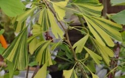 California Sunset Ginkgo Tree - 3 Gallon Pot (4-5') -Leafy Joy Shop ginkgo california sunset 5