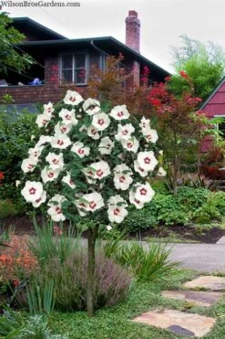 Red Heart Rose Of Sharon (Single Trunk Tree) - 5 Gallon Pot 12 Red Heart Rose Of Sharon (Single Trunk Tree) - 5 Gallon Pot -Leafy Joy Shop hibiscus syriacus red heart rose of sharon tree 1