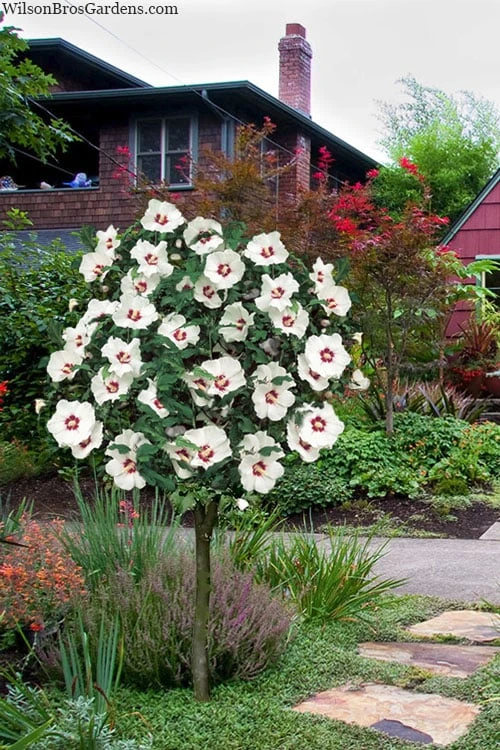 Red Heart Rose Of Sharon (Single Trunk Tree) - 5 Gallon Pot 7 Red Heart Rose Of Sharon (Single Trunk Tree) - 5 Gallon Pot - Image 5