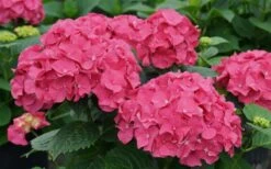 Let's Dance 'Big Band' Dwarf Hydrangea - 3 Gallon Pot 12 Let's Dance 'Big Band' Dwarf Hydrangea - 3 Gallon Pot -Leafy Joy Shop hydrangea macrophylla lets dance big band 1