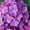 Let's Dance 'Big Band' Dwarf Hydrangea - 3 Gallon Pot 2 Let's Dance 'Big Band' Dwarf Hydrangea - 3 Gallon Pot -Leafy Joy Shop hydrangea macrophylla lets dance big band 2