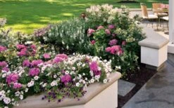 Let's Dance 'Big Band' Dwarf Hydrangea - 3 Gallon Pot 15 Let's Dance 'Big Band' Dwarf Hydrangea - 3 Gallon Pot -Leafy Joy Shop hydrangea macrophylla lets dance big band 3