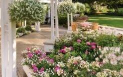 Let's Dance 'Big Band' Dwarf Hydrangea - 3 Gallon Pot 14 Let's Dance 'Big Band' Dwarf Hydrangea - 3 Gallon Pot -Leafy Joy Shop hydrangea macrophylla lets dance big band 4