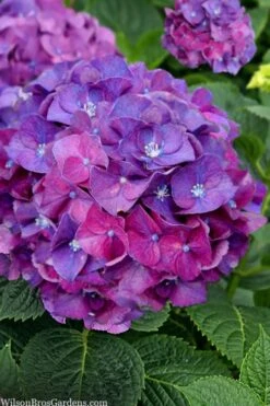 Let's Dance 'Big Band' Dwarf Hydrangea - 3 Gallon Pot 13 Let's Dance 'Big Band' Dwarf Hydrangea - 3 Gallon Pot -Leafy Joy Shop hydrangea macrophylla lets dance big band 5