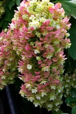 Snowcicle Oakleaf Hydrangea - 3 Gallon Pot