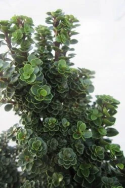 Dwarf Pagoda Japanese Holly - 1 Gallon Pot -Leafy Joy Shop ilex crenata dwarf pagoda japanese holly 1