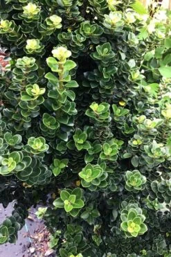 Dwarf Pagoda Japanese Holly - 1 Gallon Pot -Leafy Joy Shop ilex crenata dwarf pagoda japanese holly 2