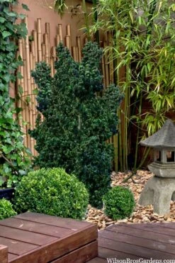 Dwarf Pagoda Japanese Holly - 1 Gallon Pot -Leafy Joy Shop ilex crenata dwarf pagoda japanese holly 5