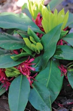 Swamp Hobbit Florida Anise (Illicium Floridanum) - 3 Gallon Pot -Leafy Joy Shop illicium floridanum swamp hobbit florida anise 1
