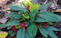 Swamp Hobbit Florida Anise (Illicium Floridanum) - 3 Gallon Pot -Leafy Joy Shop illicium floridanum swamp hobbit florida anise 2