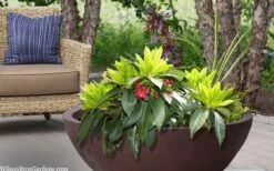 Swamp Hobbit Florida Anise (Illicium Floridanum) - 3 Gallon Pot -Leafy Joy Shop illicium floridanum swamp hobbit florida anise 3