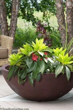 Swamp Hobbit Florida Anise (Illicium Floridanum) - 3 Gallon Pot