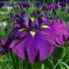 Summer Storm Japanese Iris (Iris Ensata) - 1 Gallon Pot 1 Summer Storm Japanese Iris (Iris Ensata) - 1 Gallon Pot -Leafy Joy Shop iris ensata summer storm japanese iris 1