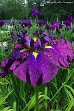 Summer Storm Japanese Iris (Iris Ensata) - 1 Gallon Pot
