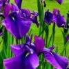 Temple Bells Japanese Iris (Iris Ensata) - 1 Gallon Pot -Leafy Joy Shop iris ensata temple bells japanese iris 1