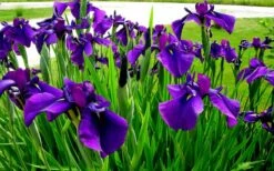 Temple Bells Japanese Iris (Iris Ensata) - 1 Gallon Pot -Leafy Joy Shop iris ensata temple bells japanese iris 2