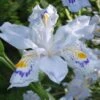 Porcelain Maiden Japanese Evergreen Iris - 2 Gallon Pot -Leafy Joy Shop iris japonica porcelain maiden 1