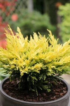 Limeglow Golden Andorra Compact Juniper - 3 Gallon Pot -Leafy Joy Shop juniper horizontalis lime glow 23