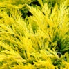 Limeglow Golden Andorra Compact Juniper - 3 Gallon Pot -Leafy Joy Shop juniper horizontalis lime glow 26