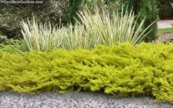 All Gold Golden Pacific Juniper - 2 Gallon Pot -Leafy Joy Shop juniperus conferta all gold pacific shore juniper 21 1