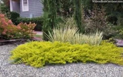All Gold Golden Pacific Juniper - 1 Gallon Pot -Leafy Joy Shop juniperus conferta all gold pacific shore juniper 22