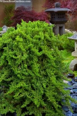 Staked Green Mound Japanese Garden Juniper - 5 Gallon Pot -Leafy Joy Shop juniperus procumbens nana green mound japanese garden juniper staked topiary 1